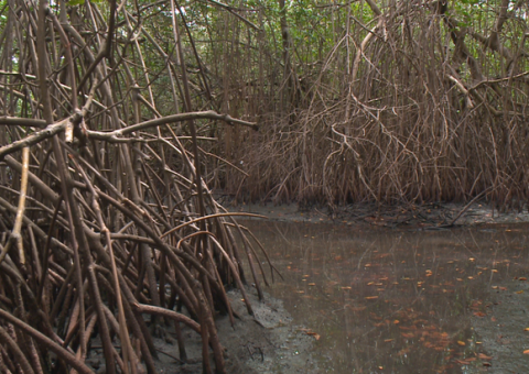 Maguezal: habitat natural de diversas espécies da vida marinha - Foto: Welliton Soares/TV Pajuçara