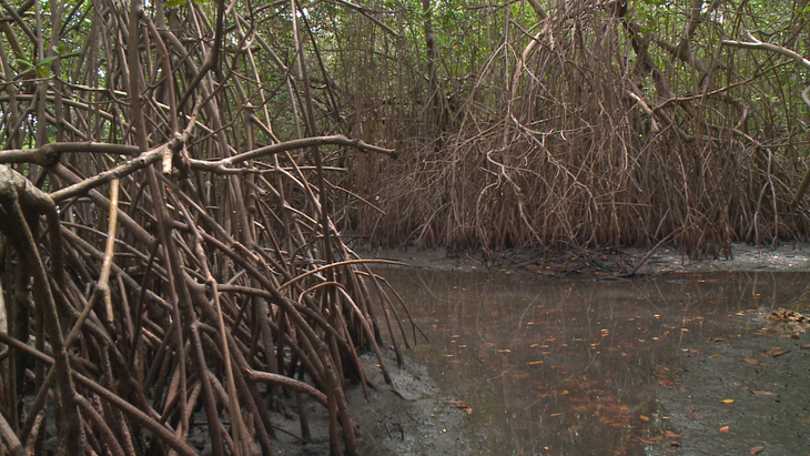 Maguezal: habitat natural de diversas espécies da vida marinha - Foto: Welliton Soares/TV Pajuçara