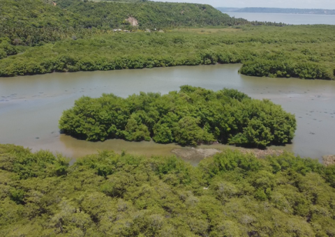 Mangues: ecossistema essencial também para o turismo em Alagoas - Foto: Welliton Soares/TV Pajuçara