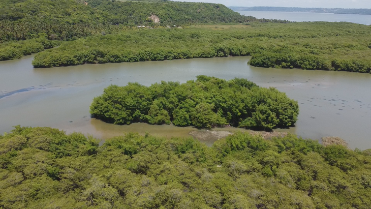 Mangues: ecossistema essencial também para o turismo em Alagoas - Foto: Welliton Soares/TV Pajuçara