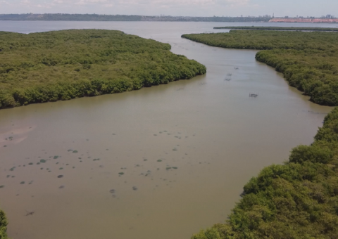 Mangues controlam temperatura e evita o avanço das marés - Foto: Welliton Soares/TV Pajuçara