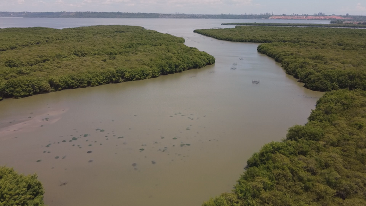 Mangues controlam temperatura e evita o avanço das marés - Foto: Welliton Soares/TV Pajuçara