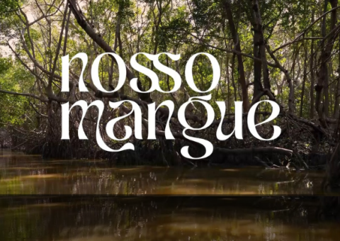 Série Nosso Mangue mostrará a importância deste ecossistema - Foto: Divulgação/TV Pajuçara